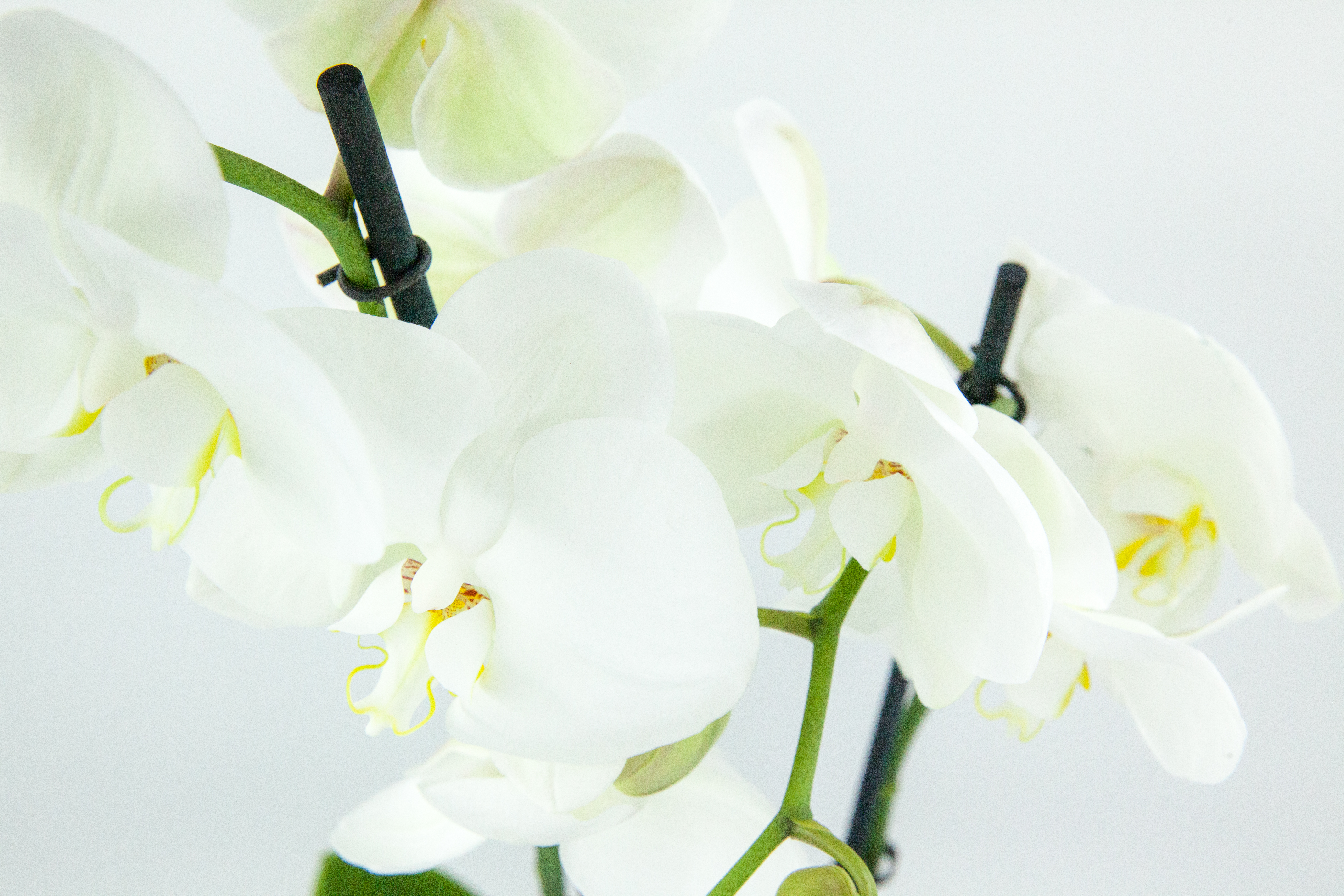 Orchidée avec son cache pot - Le jardin de Mathilde
