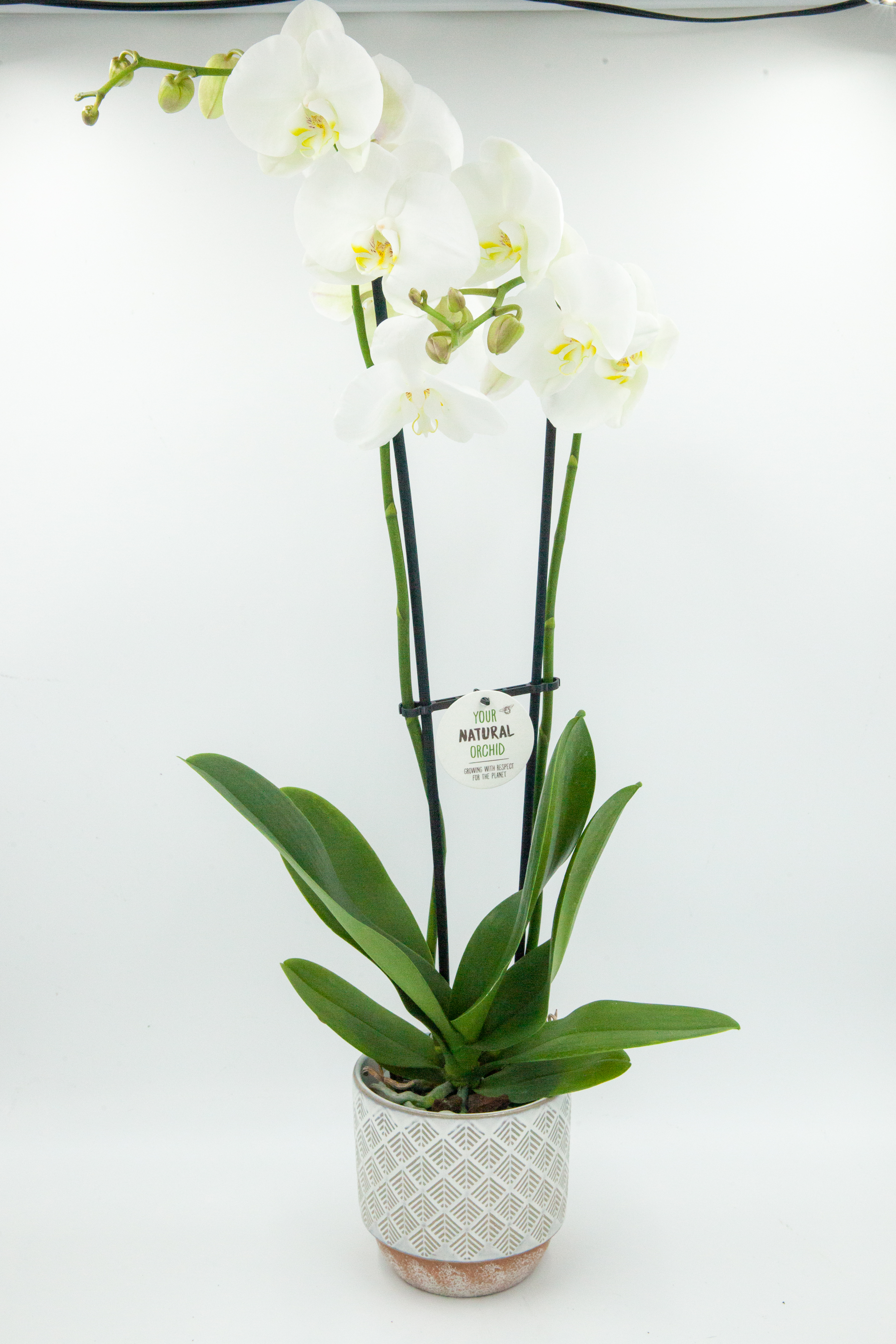Orchidée avec cache pot - Fleuristes Raconnat