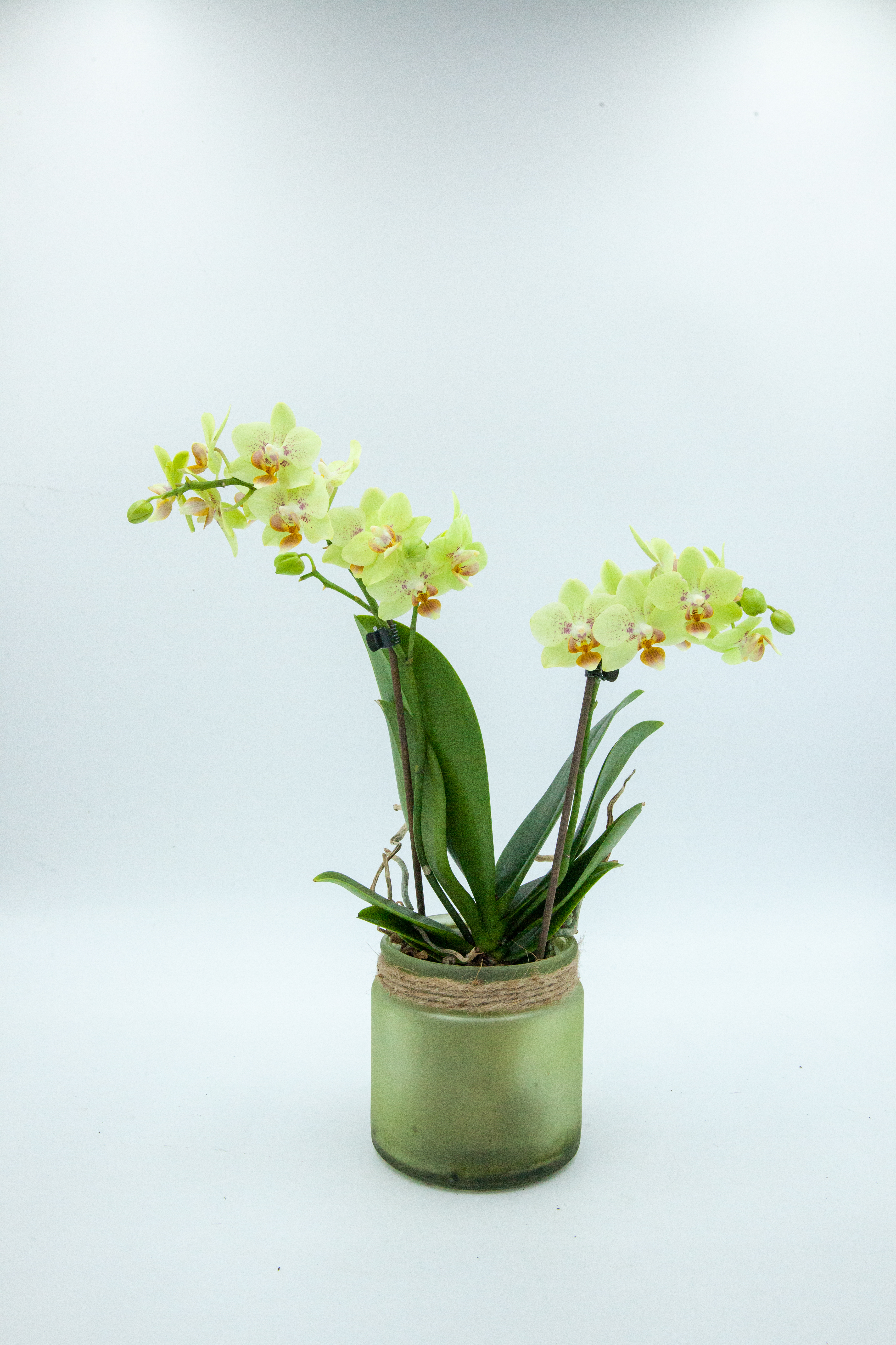 Petite Orchidée avec cache pot - Fleuristes Raconnat