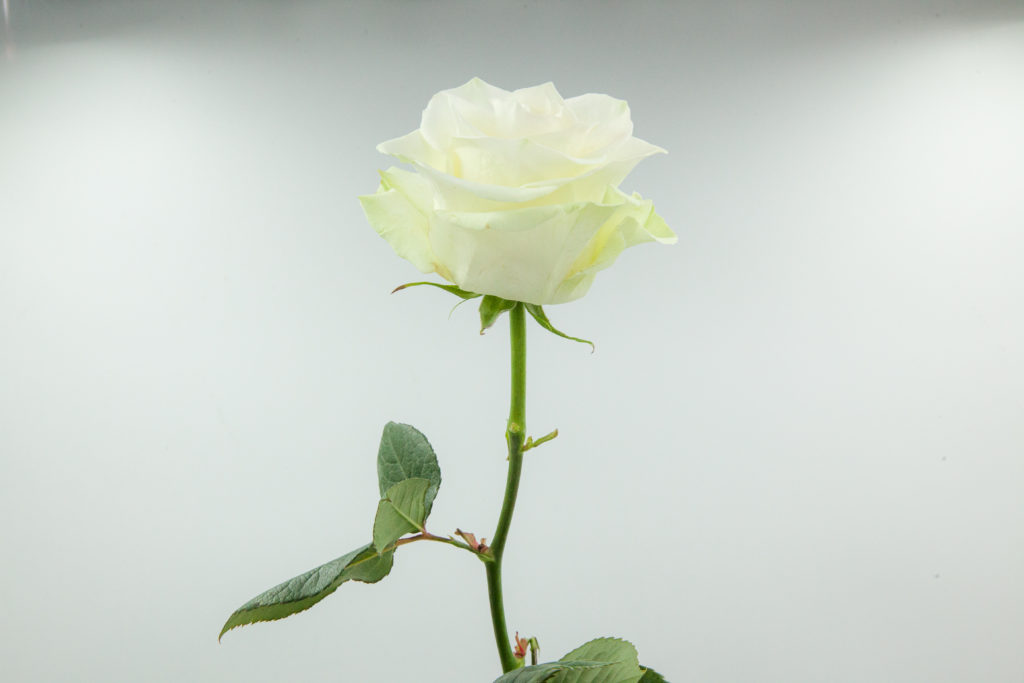 Rose blanche Fleuristes Raconnat