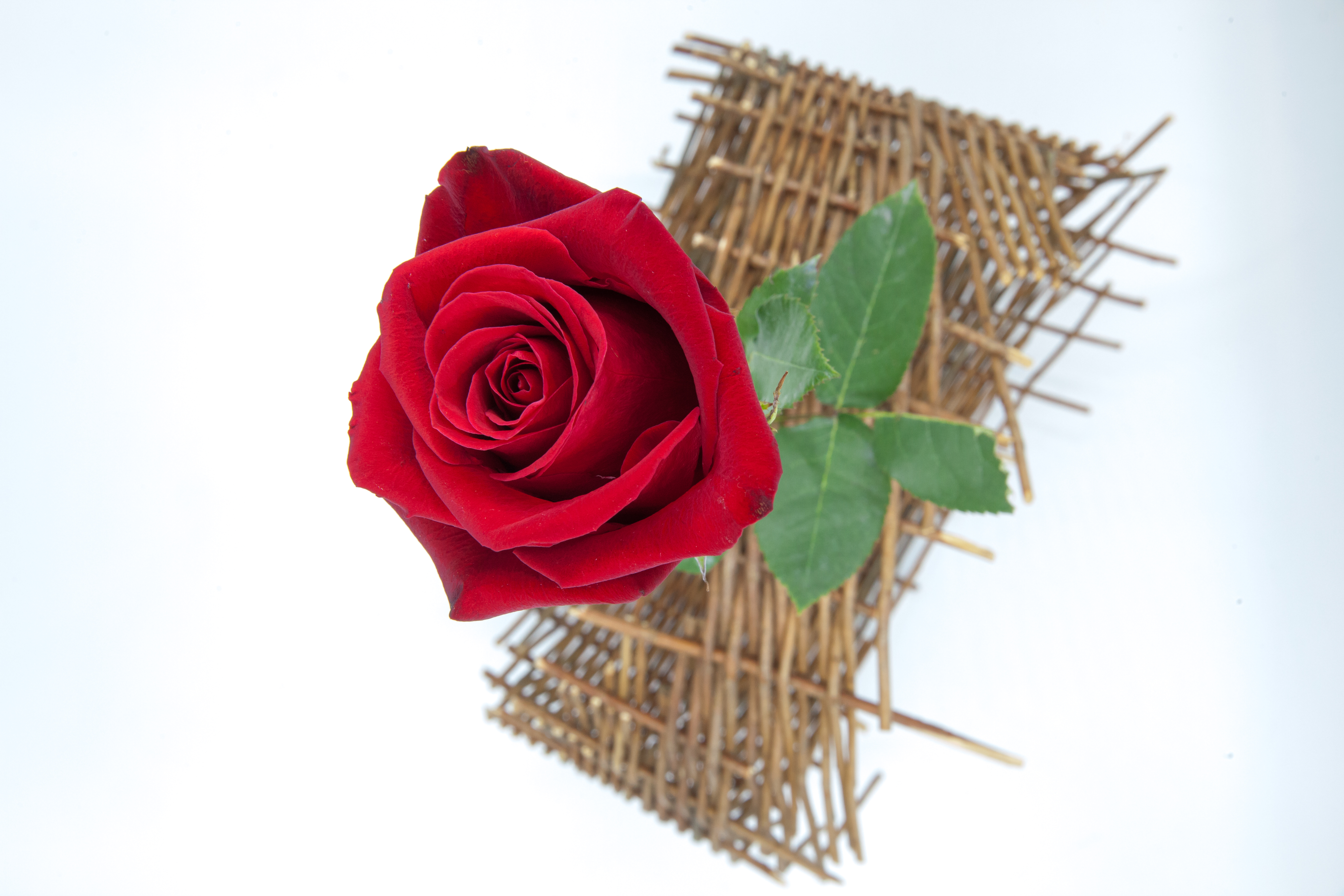 Rose rouge - le cadeau idéal - Fleuristes Raconnat