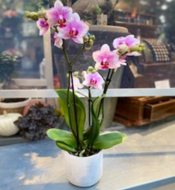 orchidée rose tachetée